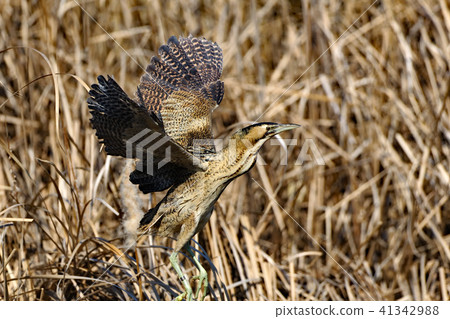 Sankanogoi Stork Episcopal Observer 41342988