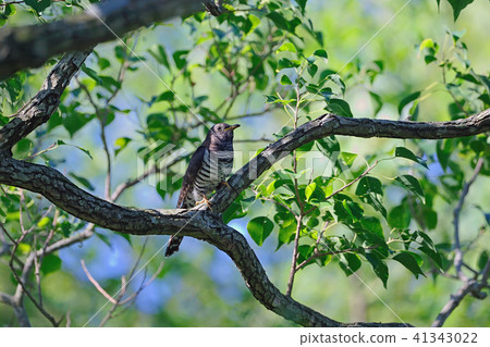 Tsutsugaru Cuckoo Eye Cuckoo family 41343022