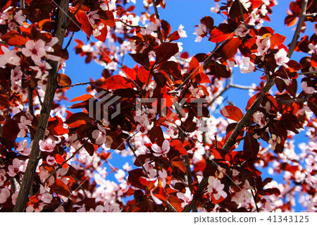 colors of Jerusalem 41343125