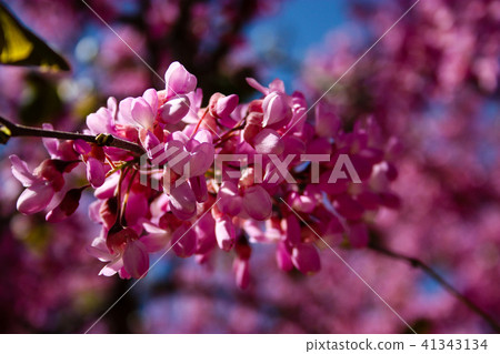 colors of Jerusalem 41343134