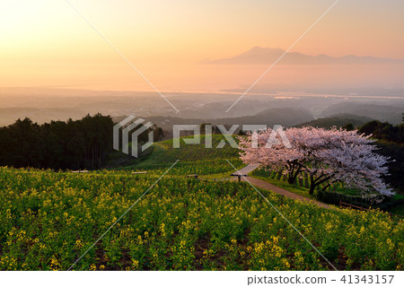 Cherry blossoms of Shirakine peak Cherry blossoms of Shirakine peak 41343157