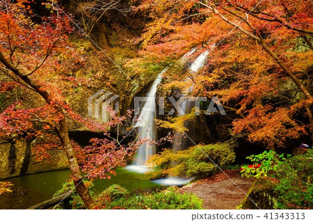 等待月亮的瀑布槭樹秋葉 等待月亮的瀑布槭樹秋葉 41343313