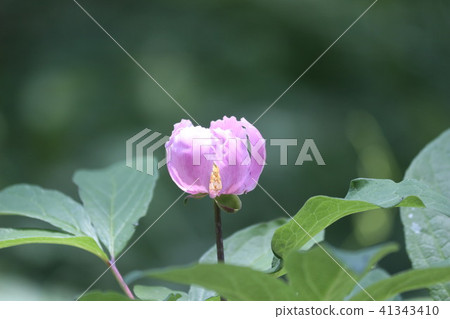 紅花Yamsakiyaku 紅花Yamsakiyaku 41343410