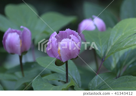 紅花Yamsakiyaku 紅花Yamsakiyaku 41343412