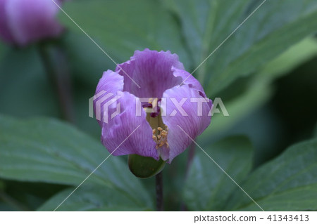 紅花Yamsakiyaku 41343413