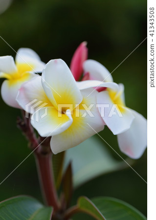 Natural plants Indo sokai, white flower type. It is blooming around the city in summer Okinawa 41343508