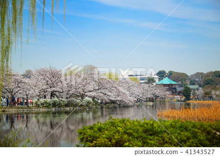 Shinozu Pond and Benzaiten of Ueno in full bloom 41343527