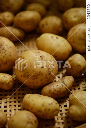 土豆土豆收穫作物蔬菜 土豆土豆收穫作物蔬菜 41343560