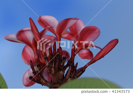 Natural plants Indo sokai, type of red flowers. Subtle color of bud and petal twisted helix is beautiful Natural plants Indo sokai, type of red flowers. Subtle color of bud and petal twisted helix is beautiful 41343573