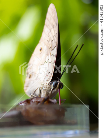 Caligo atreus sucks nectar from from a glass bowl 41343902