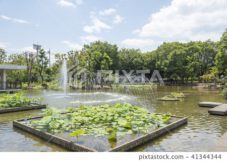 A garden pond in the local forest park (Fuchu city, Tokyo) 41344344