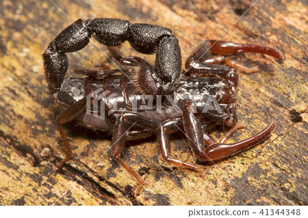Scorpion, Butheidae, Jampue hills, Tripura , India Scorpion, Butheidae, Jampue hills, Tripura , India 41344348