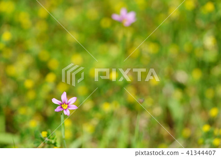 野花·沙丁魚 41344407