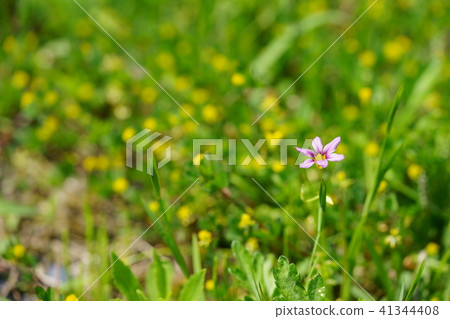 野花·沙丁魚 41344408