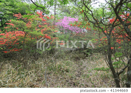 Akagi Mountain Rama Yakuhara's Yamato azalea Kanto contact road No22 Around Azalea May 18, 2018 Akagi Mountain Rama Yakuhara's Yamato azalea Kanto contact road No22 Around Azalea May 18, 2018 41344669