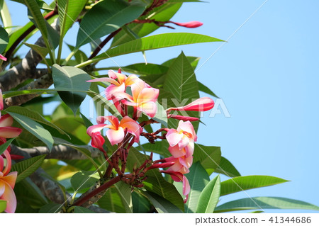 pink, yellow and white Plumeria flowers have blue pink, yellow and white Plumeria flowers have blue 41344686
