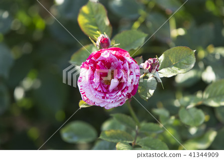 Arao City Ominous Citizen Flower Bed Rose Flower, Arao City Ominous Citizen Flower Bed Rose Flower, 41344909