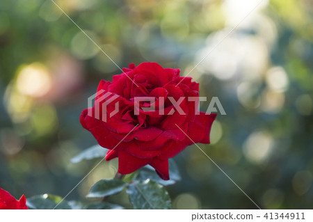 Arao City Ominous Citizen Flower Bed Rose Flower, Arao City Ominous Citizen Flower Bed Rose Flower, 41344911
