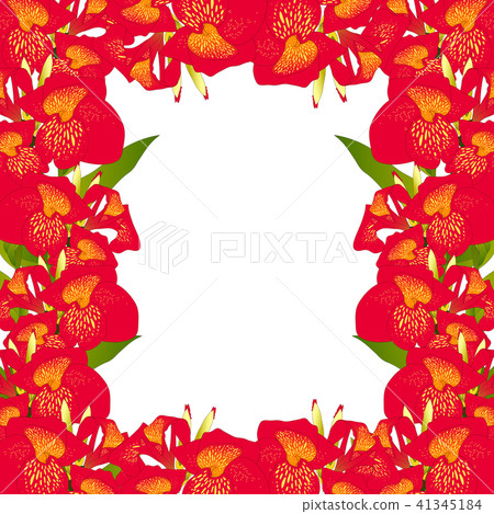 Red Canna lily Border 41345184
