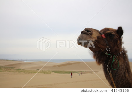 Camel and Tottori Dune Camel and Tottori Dune 41345196