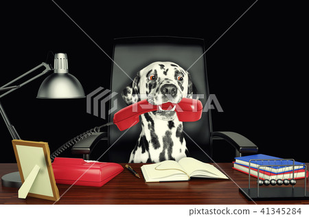 Cute dalmatian dog sitting on leather chair with telephone in his mouth. Isolated on black 41345284