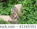 Hokkaido Chipmunk Clover 41345301