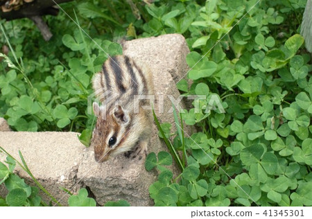 北海道花栗鼠三葉草 41345301