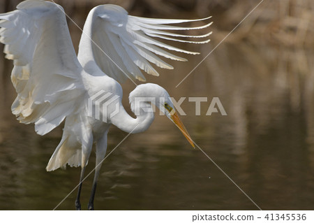 White birds flying down the lake surface 41345536