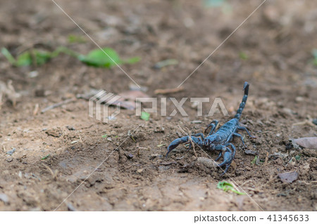 Scorpion is fighting with the spade of farmer. 41345633