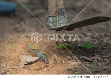 Scorpion is fighting with the spade of farmer. 41345634