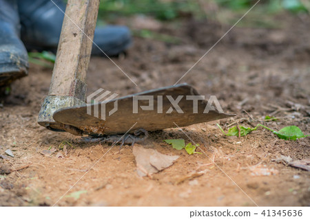 Scorpion is fighting with the spade of farmer. 41345636