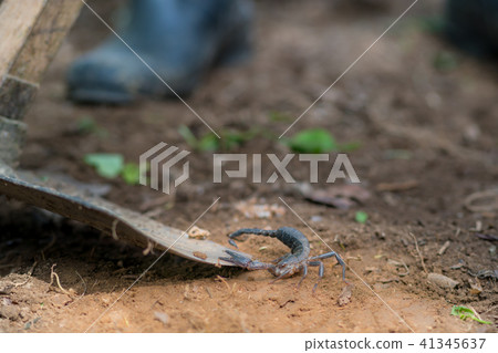 Scorpion is fighting with the spade of farmer. 41345637