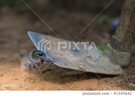 Scorpion is fighting with the spade of farmer. 41345642