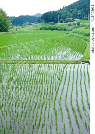 Landscape of paddy field Amano Katsuragi-cho, Ito-gun, Wakayama Landscape of paddy field Amano Katsuragi-cho, Ito-gun, Wakayama 41345661