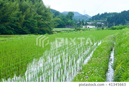 Landscape of paddy field Amano Katsuragi-cho, Ito-gun, Wakayama 41345663