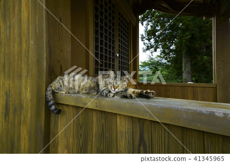 Tateoka自然公園 41345965