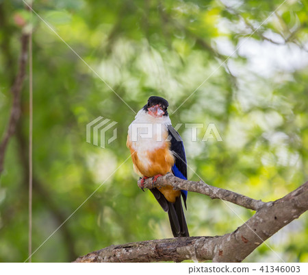 Black-capped Kingfisher on a branch in park. Black-capped Kingfisher on a branch in park. 41346003