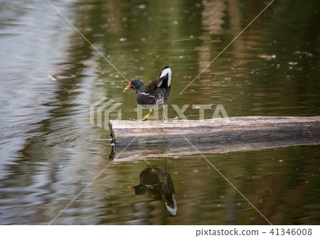 Common Moorhen ( Gallinula chloropus ) on the wood 41346008