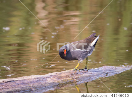 Common Moorhen on the wood in the water. 41346010