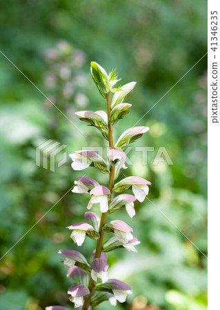 White acanthus flower White acanthus flower 41346235