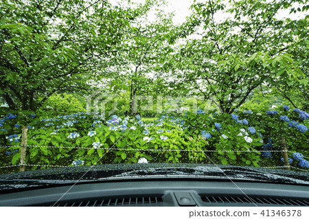 Tateoka自然公園的繡球花 41346378