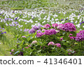 繡球花 41346401