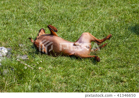 Miniature pinscher laying on back 41346650