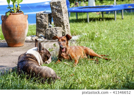 Miniature pinscher playing with pug dog on the green 41346652