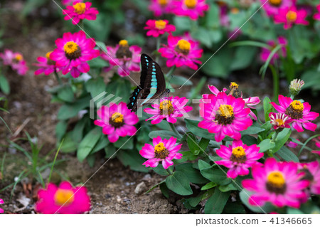 Aosujihaja and a pink flower of jinias Aosujihaja and a pink flower of jinias 41346665