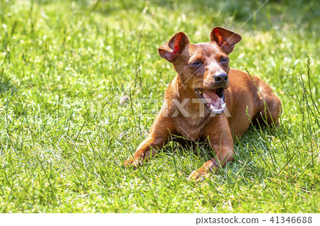 Portrait of beautiful miniature pinscher sitting on the green Portrait of beautiful miniature pinscher sitting on the green 41346688