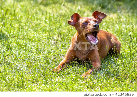 Portrait of beautiful miniature pinscher sitting on the green Portrait of beautiful miniature pinscher sitting on the green 41346689