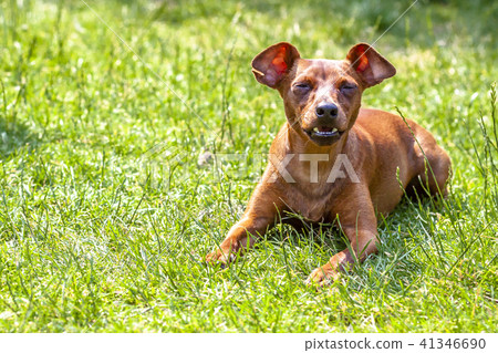 Portrait of beautiful miniature pinscher sitting on the green Portrait of beautiful miniature pinscher sitting on the green 41346690