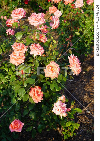 Roses (Sakaki no Teri) Sakaki Chikumagawa Rose Park Roses (Sakaki no Teri) Sakaki Chikumagawa Rose Park 41346824