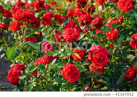 Rose (Ureme - Moonstar) Sakaki Chikumagawa Rose Park Rose (Ureme - Moonstar) Sakaki Chikumagawa Rose Park 41347052